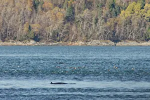 Balaenoptera: Canada, Quebec, St. Lawrence River. Fin