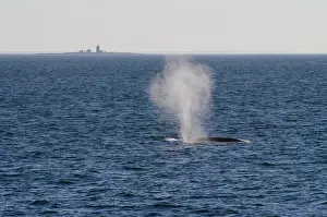 Blow: Canada, Quebec, St. Lawrence River. Fin