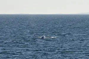 Balaenoptera: Canada, Quebec, St. Lawrence River. Fin