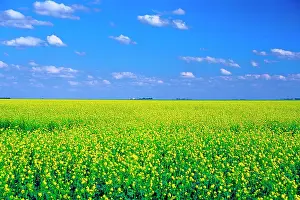 Rapeseed: Canada, Saskatchewan, Canola Fields