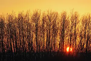 Saskatchewan: Canada, Saskatchewan, Melfort. Aspen trees