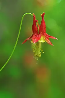 Columbine: Canada, Thousand Islands National Park