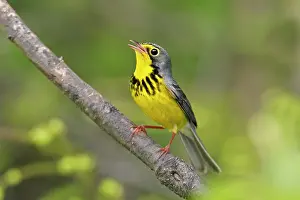 Wilsonia: Canada Warbler