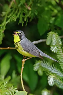 Wilsonia: Canada Warbler