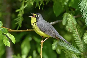 Wilsonia: Canada Warbler