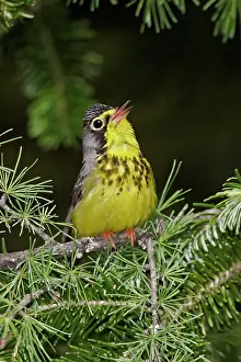 Wilsonia: Canada Warbler