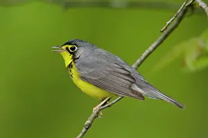 Wilsonia: Canada Warbler