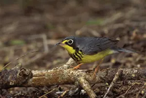 Wilsonia: Canada Warbler