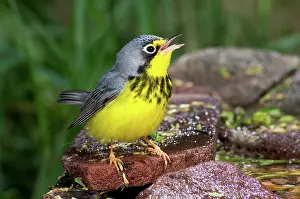 Wilsonia: Canada Warbler
