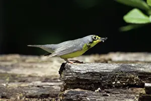 Wilsonia: Canada Warbler