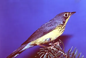 Dawna Jones: CANADA WARBLER