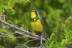 Wilsonia: Canada Warbler. Adult singing male on breeding