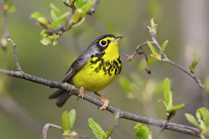 Wilsonia: Canada Warbler - On branch