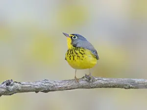 Migrant: Canada Warbler Cardellina canadensis Magee Marsh