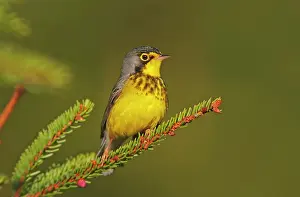 Wilsonia: Canada Warbler male