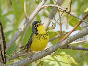 Migrant: Canada Warbler - male singing Cardellina canadensis