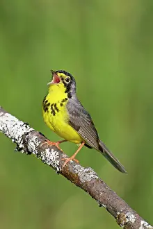 Wilsonia: Canada Warbler - singing on territory in May at