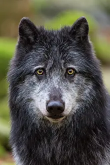 Vision: Canada wolf - The House of Wolves - Orlu - Ariege