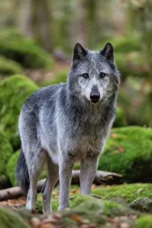 Vision: Canada wolf - The House of Wolves - Orlu - Ariege