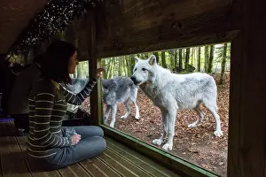 Vision: Canada wolf from an observatory tunnel - The House