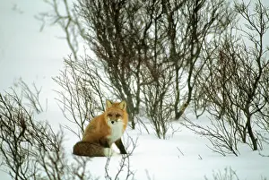 Hidden: Canada, Yukon, Red Fox, Winter, Snow