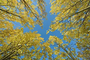 Leave: Canada, Yukon Territory, Birch trees with