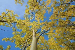 Leave: Canada, Yukon Territory, Birch trees with