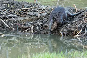 Fiber: Canadian beaver, Canadian beaver (Castor fiber canadensis)