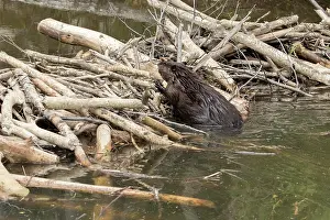 Fiber: Canadian beaver, Canadian beaver (Castor fiber canadensis)