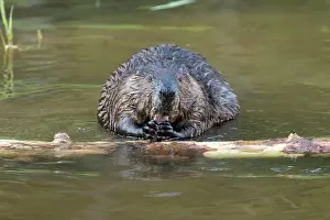 Fiber: Canadian beaver (Castor fiber canadensis), Forillon