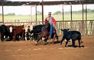 Cattleman: Canadian Cutting Horse - herding cattle