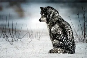 Sled: Canadian Eskimo Dog waiting in the blizzard, Churchill
