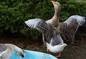 Paddling: Canadian Geese