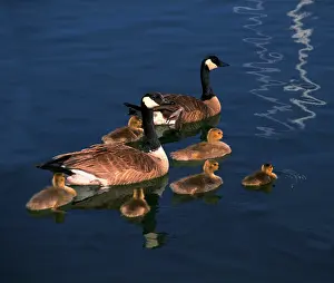 Gander: Canadian Geese