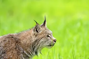 Uniteed: CANADIAN LYNX