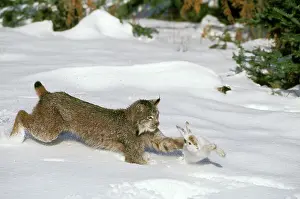 Kill: Canadian LYNX - hunting Snowshoe / Varying HARE
