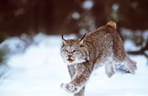 Lynx: CANADIAN LYNX - running, in snow