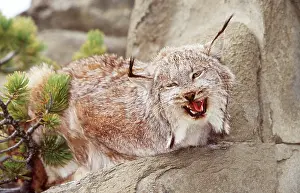 Snarling: Canadian LYNX - snarling