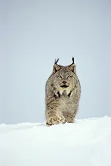Powder: Canadian Lynx - walking through deep powder snow