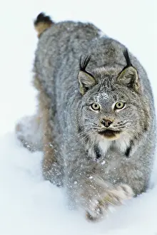 Powder: Canadian Lynx - walking through deep powder snow