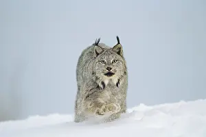 Powder: Canadian Lynx - walking through deep powder snow