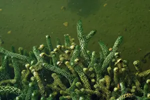 Pondweed: CANADIAN PONDWEED