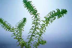 CANADIAN PONDWEED