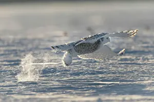 Capturing: Canadian snowy owl (Bubo scandiacus) capturing a