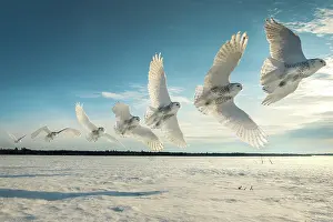 Nyctea: Canadian snowy owl (Bubo scandiacus) in flight