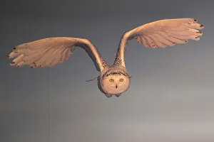 Nyctea: Canadian snowy owl (Bubo scandiacus) in flight