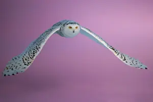 Nyctea: Canadian snowy owl (Bubo scandiacus) in flight
