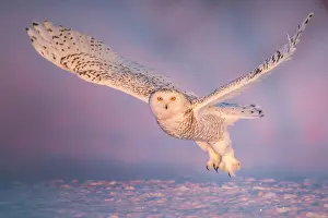 Nyctea: Canadian snowy owl (Bubo scandiacus) in flight