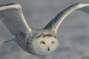 Nyctea: Canadian snowy owl (Bubo scandiacus) in flight