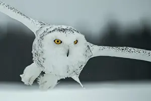 Nyctea: Canadian snowy owl (Bubo scandiacus) in flight